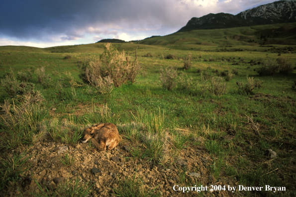 Pronghorn antelope fawn