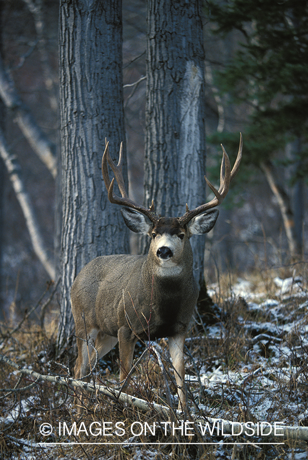 Mule deer in habitat.