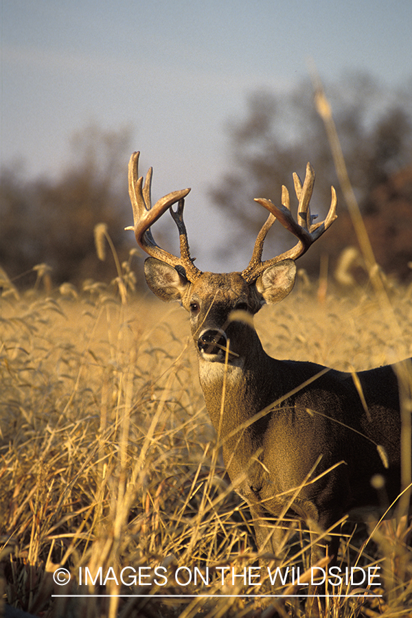 Whitetail deer in wheat field.