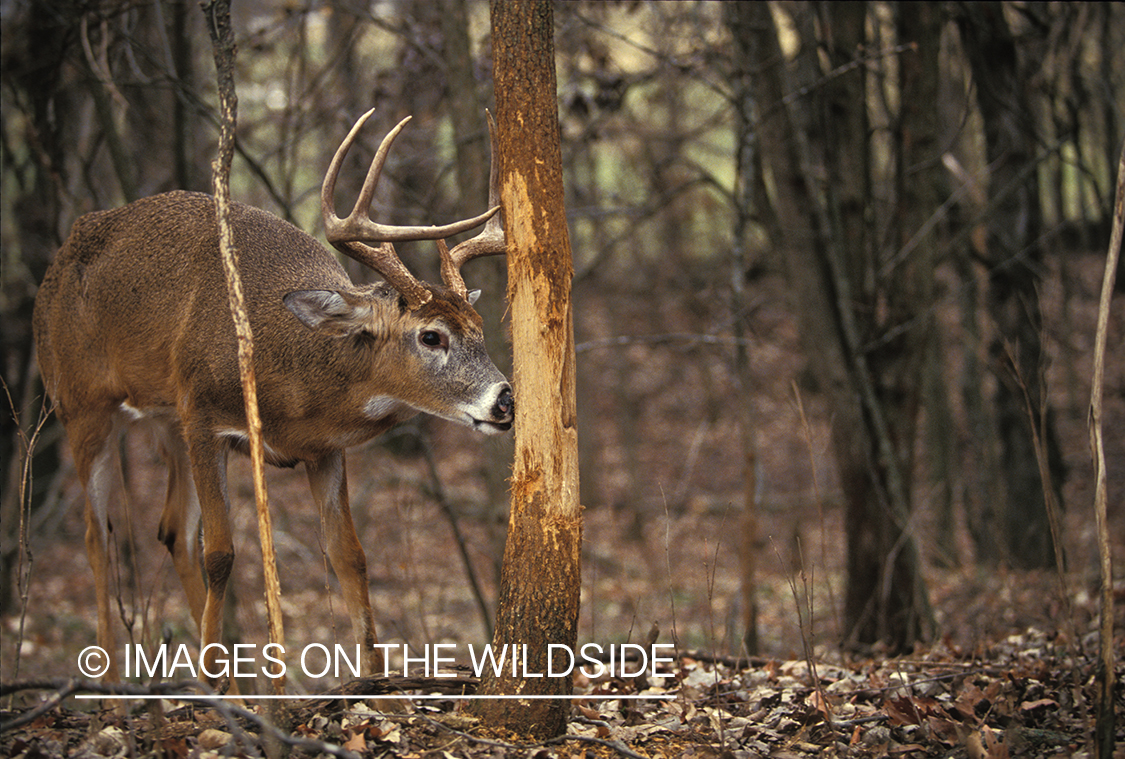 Whitetailed deer rubbing