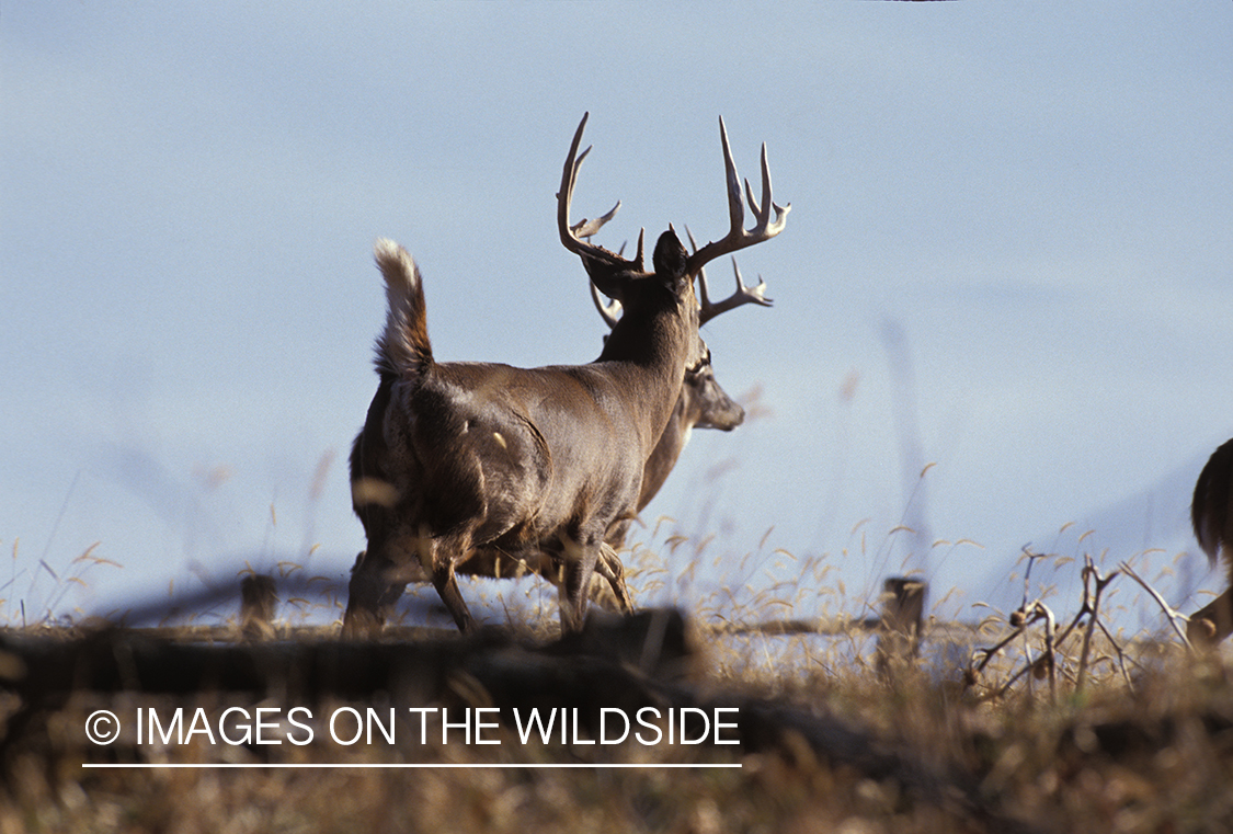 Whitetailed deer in habitat.