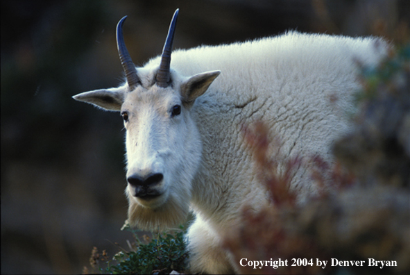 Mountain goat bedded down (male).