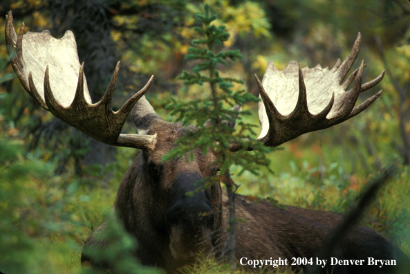 Bull moose bedded down in the forest.