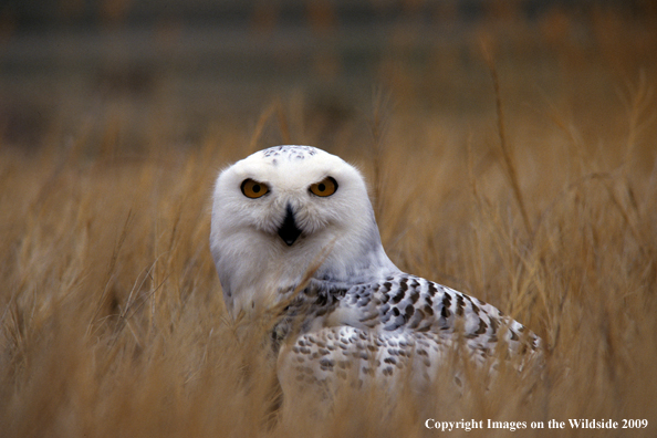 Snowy Owl in habitat