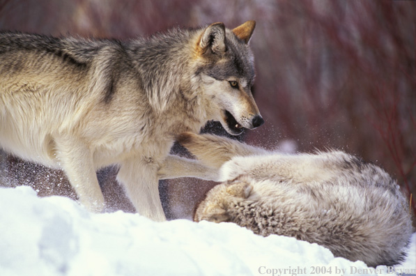 Gray wolves playing/fighting.