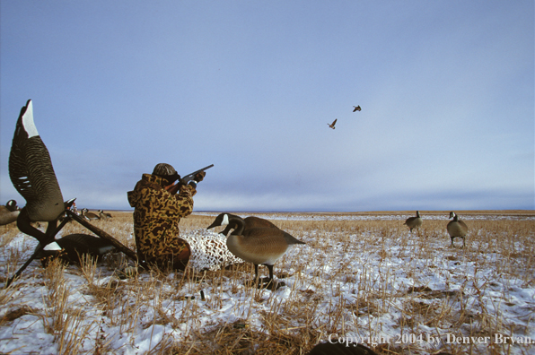 Waterfowl hunter aiming/shooting at geese.