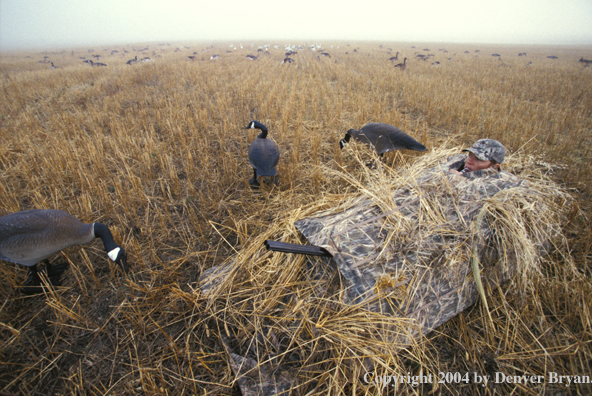 Waterfowl hunter calling in goose blind.