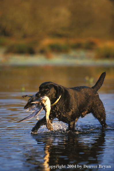 Black Labrador Retriever with pintail