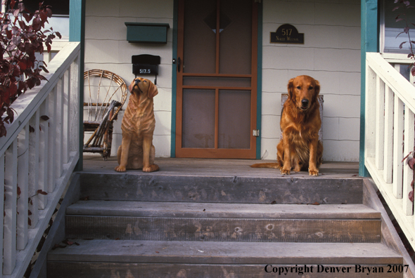 Golden Retriever on doorstep.