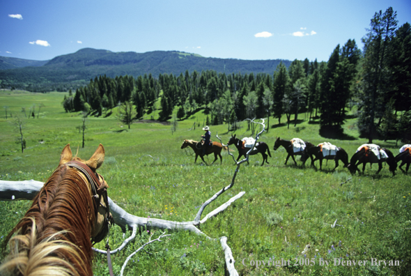 Horsepacking across mountain meadow.