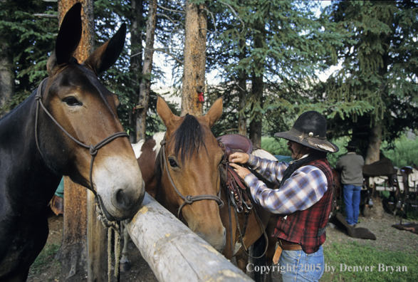 Cowboy saddling up horse.