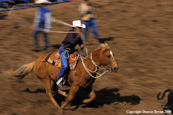 Cowboy on horseback trying to rope calf