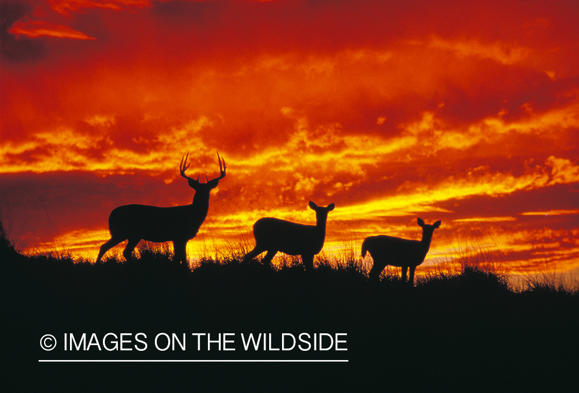 Whitetailed buck with does at sunrise/sunset.