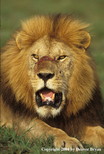 Male African lion in habitat. Africa