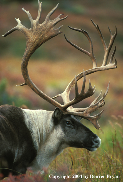 Caribou bull in habitat.