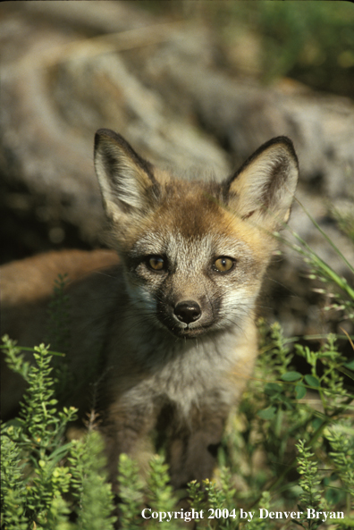 Red fox kit in habitat.