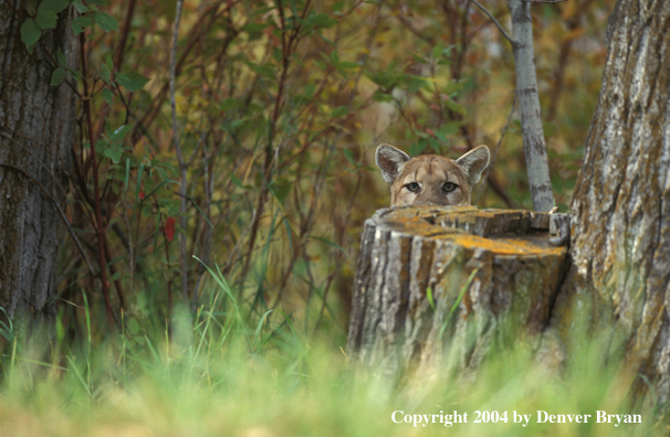 Mountain lion in habitat