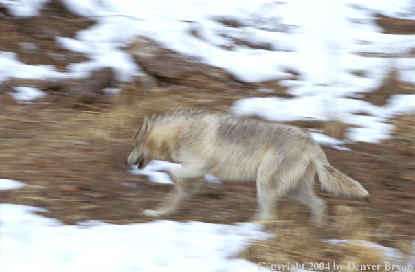 Gray wolf running.