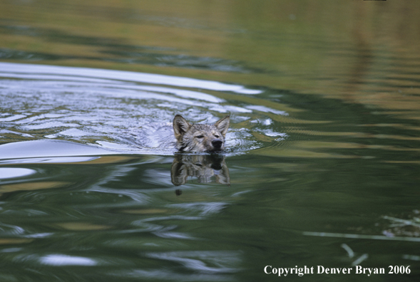 Grey wolf pup swimming in water.