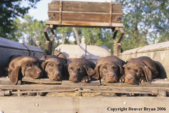 Chocolate labrador puppies lounging.