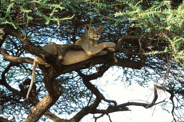 Female African lion in tree.  Africa