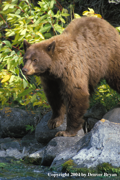 Black Bear on river's edge.