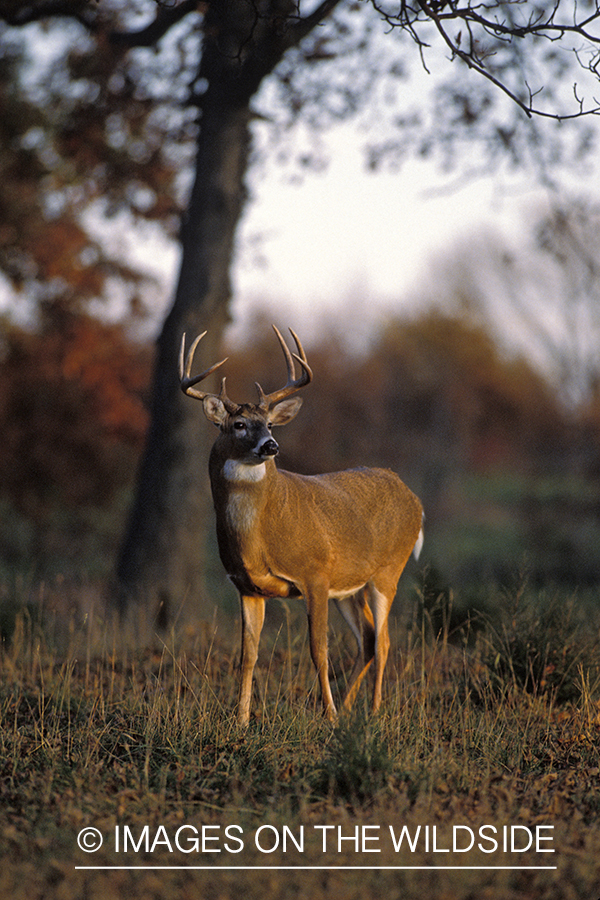 Whitetail deer in habitat.