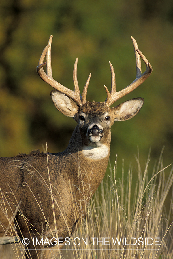 Whitetail deer in habitat.