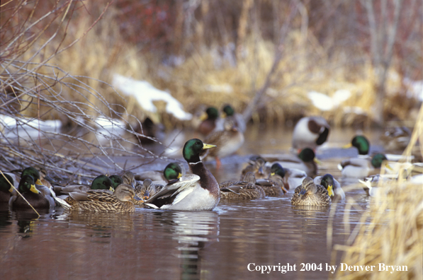 Flock of Mallards in water