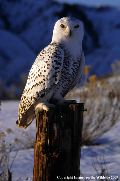 Snowy Owl perched on post