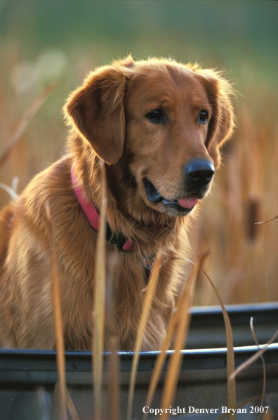 Golden Retriever in boat.