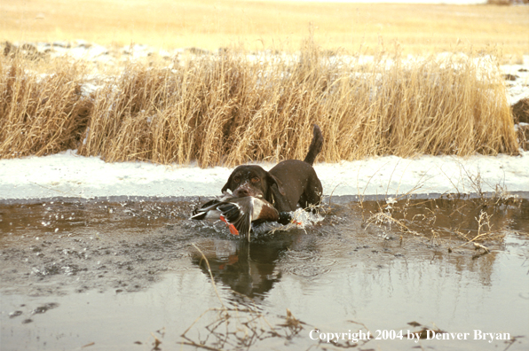 Chocolate Labrador Retriever with mallard