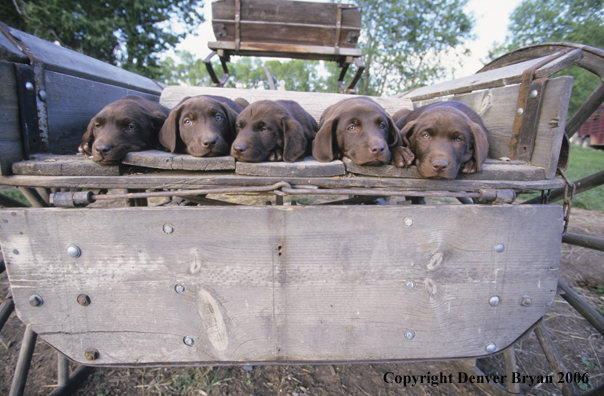 Chocolate labrador puppies lounging.