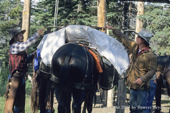 Cowboys saddling up horse.