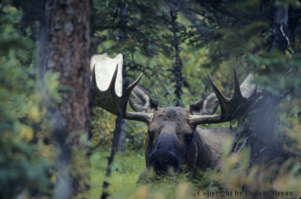 Alaskan moose bedded in forest