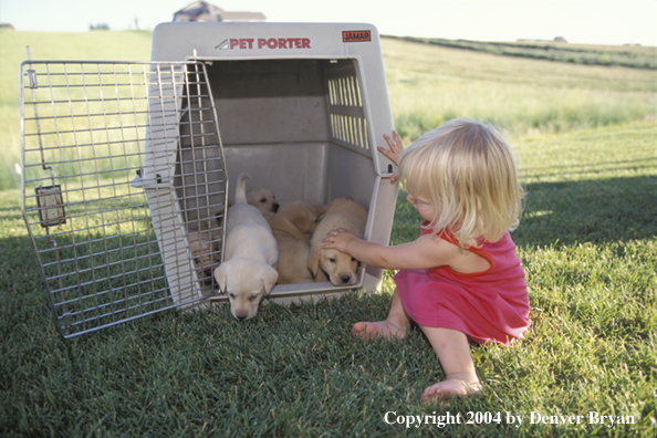 Child with yellow Labrador Retriever puppies