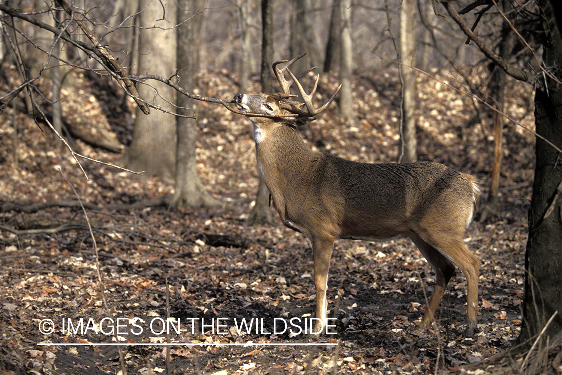 Whitetail deer scent marking.