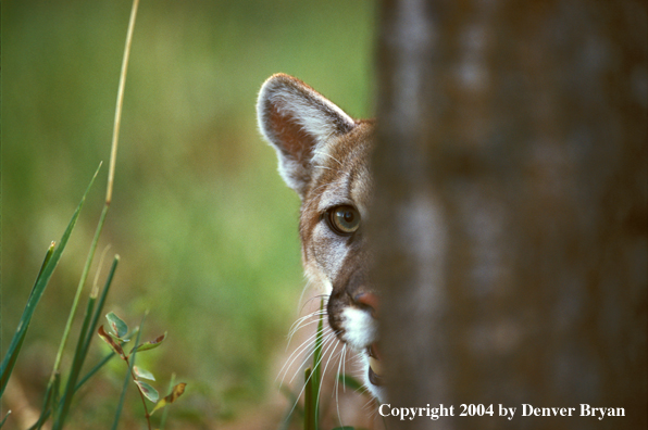 Mountain lion in habitat