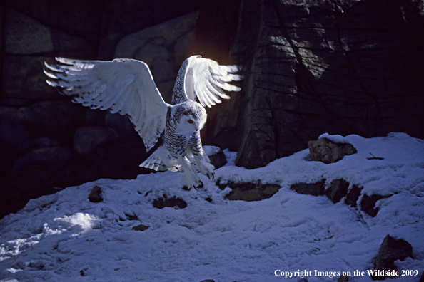 Snowy Owl landing