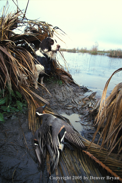 Springer spaniel with bagged game.