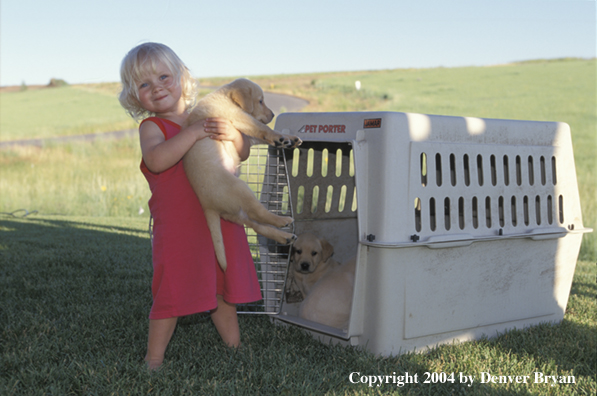 Child with yellow Labrador Retriever puppies