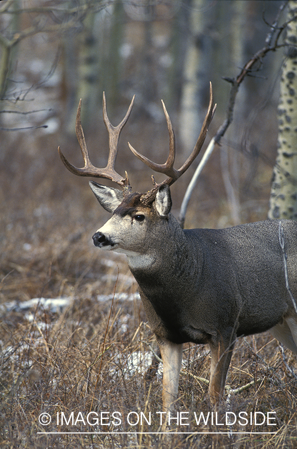 Mule deer in habitat.