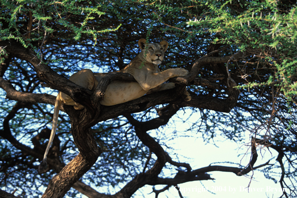 Female African lion in tree.  Africa