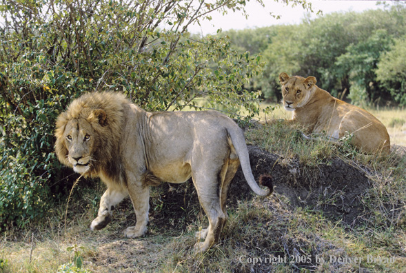 African lion with lioness in the bush.