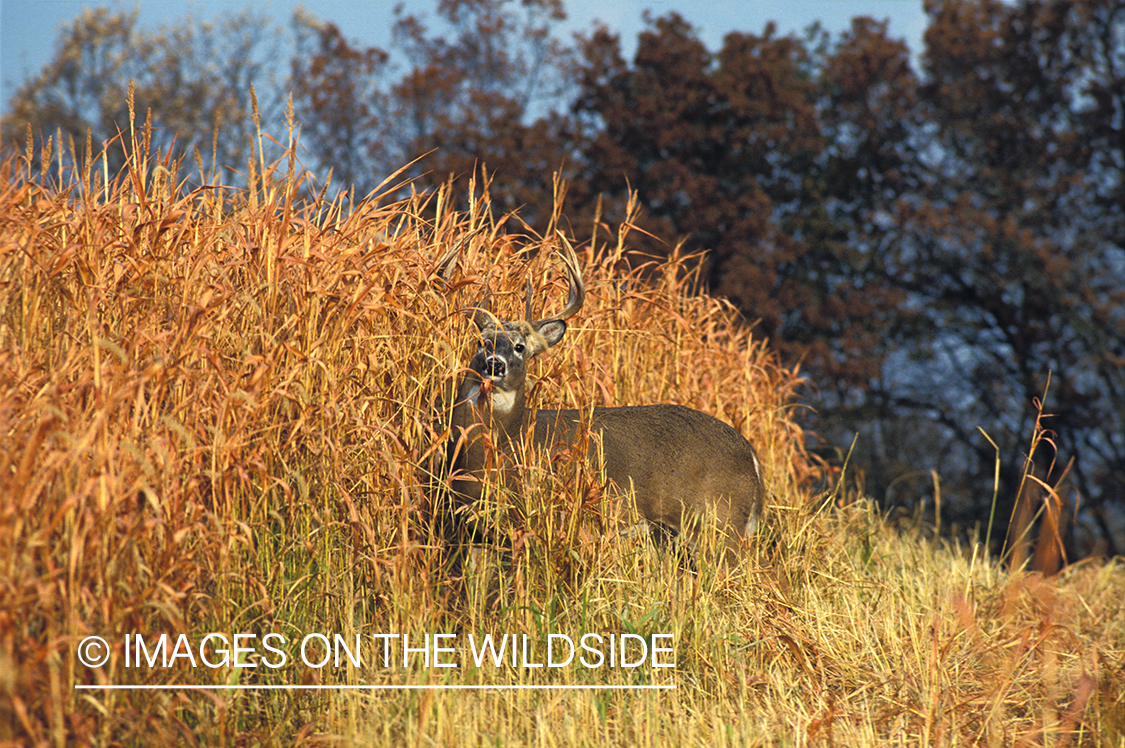 Whitetailed deer in field.