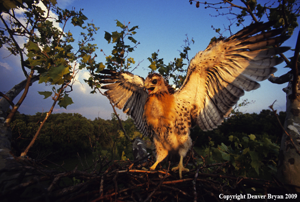 Fledgling Red-tailed Hawk 