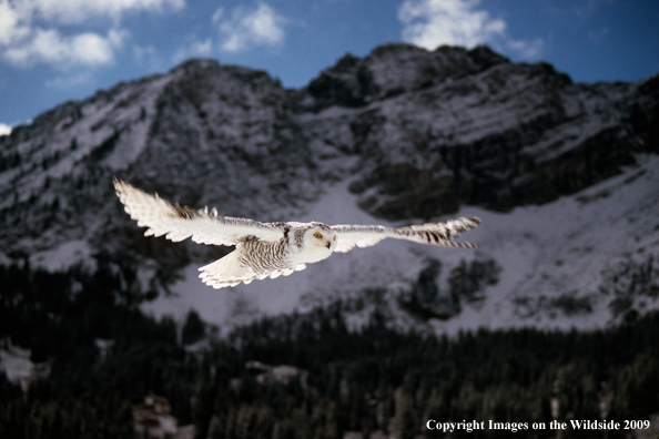 Snowy Owl in flight