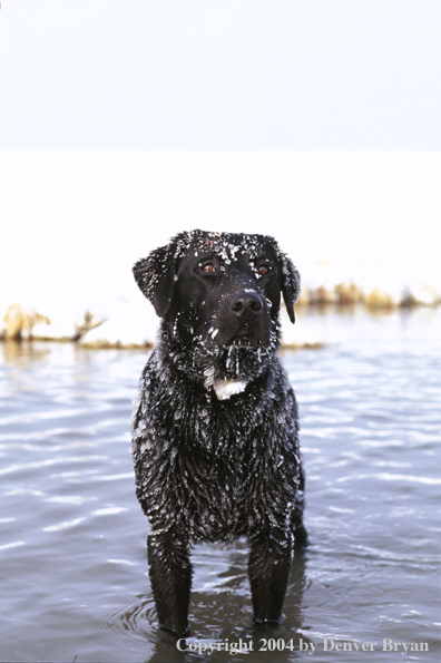 Black Labrador Retriever 