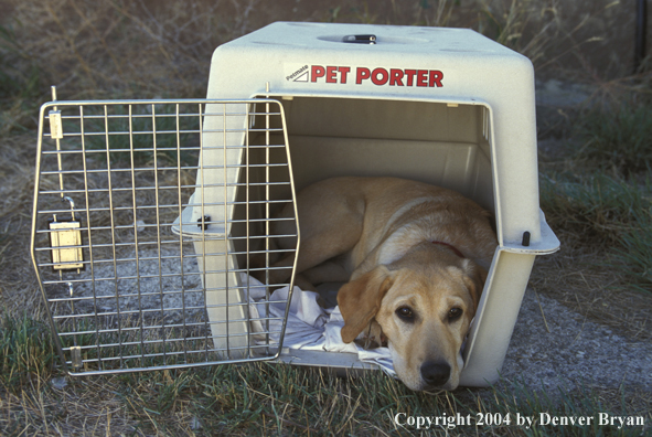 Yellow Labrador Retriever in carrier