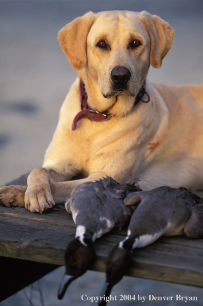 Yellow Labrador Retriever with pintail